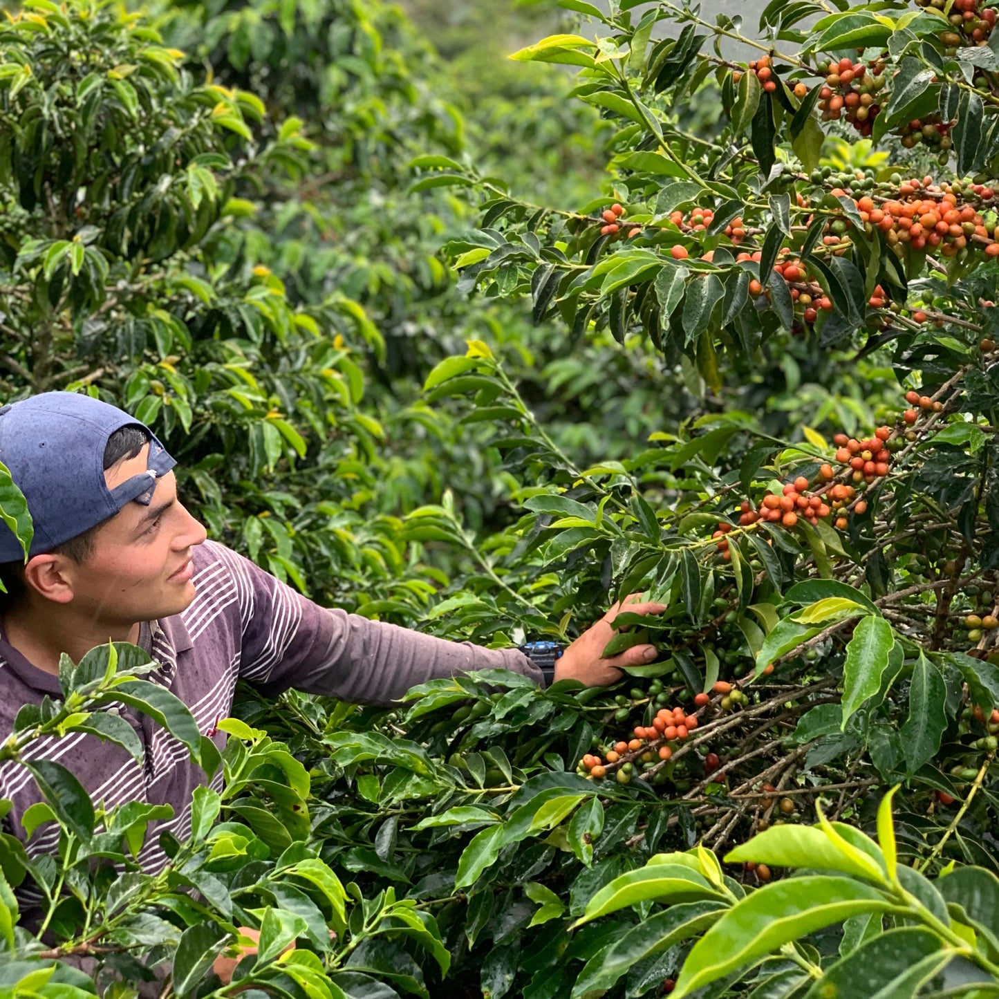 COLOMBIA/Stiven Hoyos "Red Caturra"