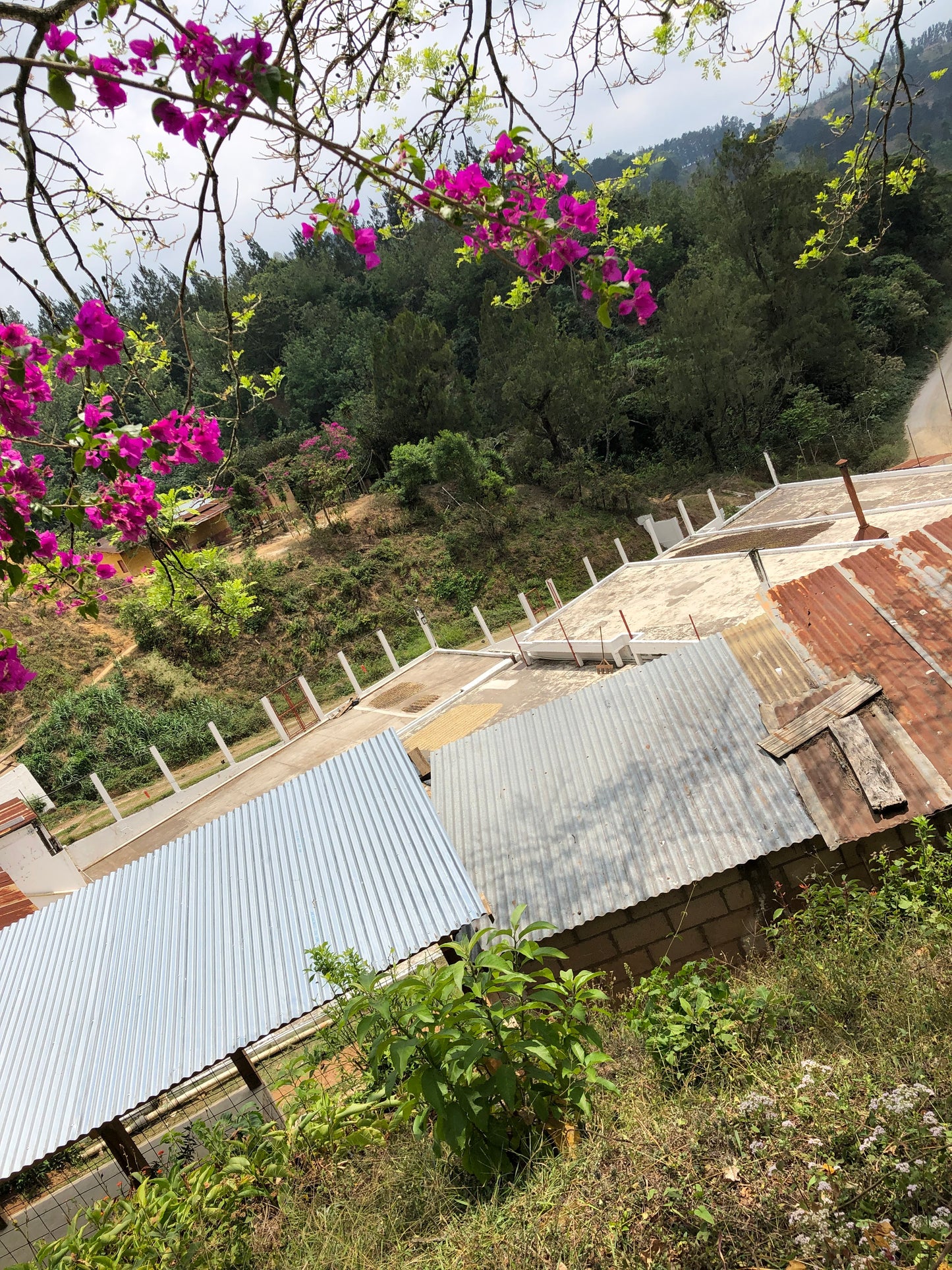 【Special Edition】GUATEMALA/Finca La Soledad "Geisha"