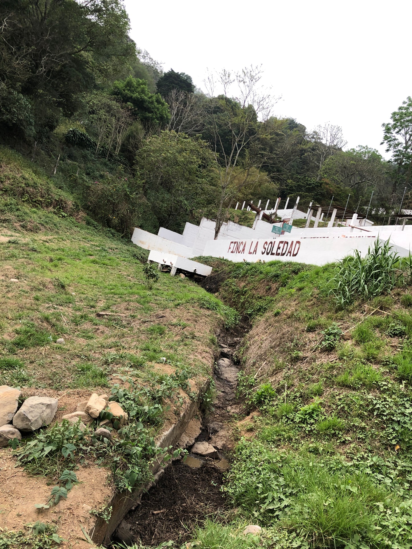 【Special Edition】GUATEMALA/Finca La Soledad "Geisha"