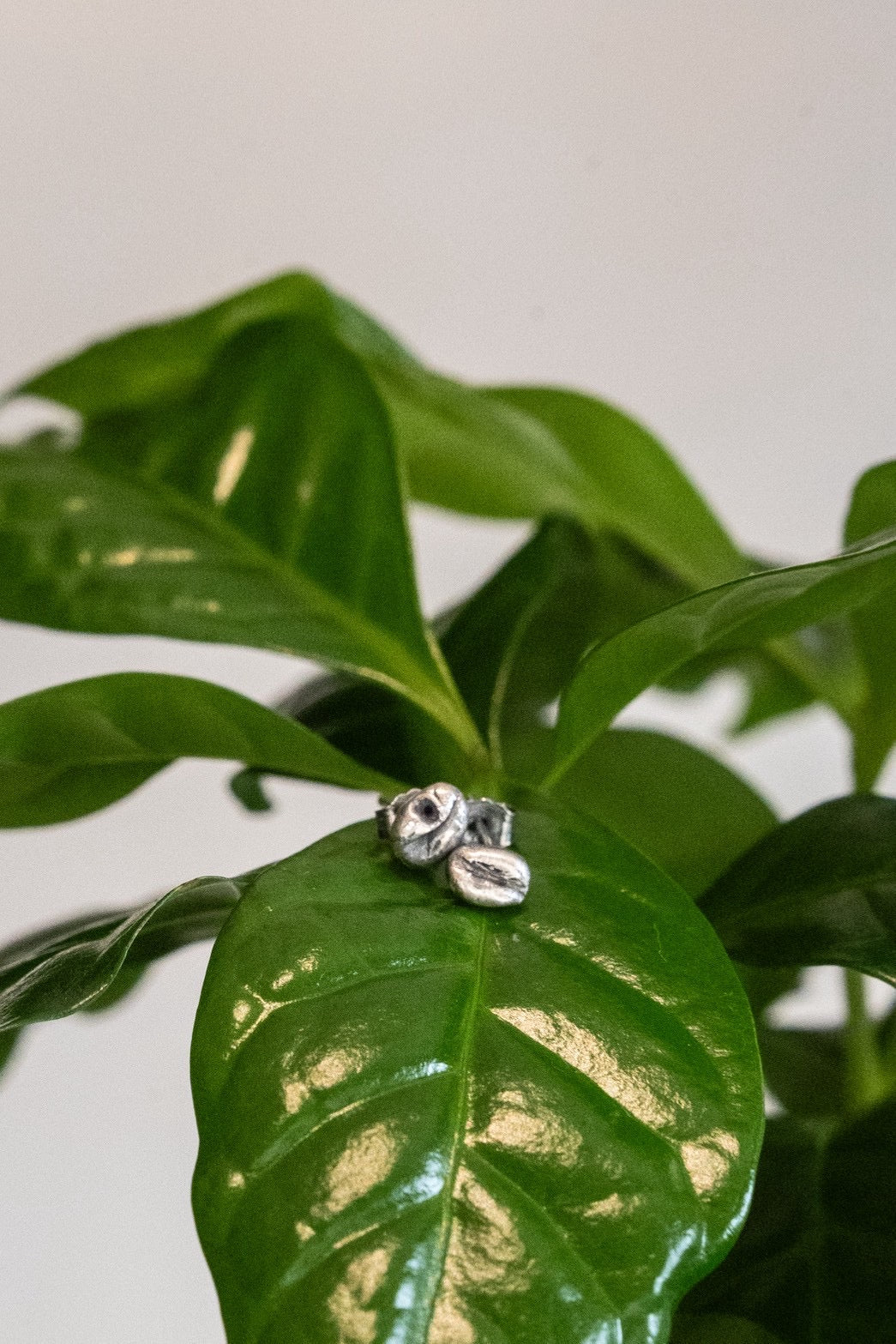 Small Bean Earrings