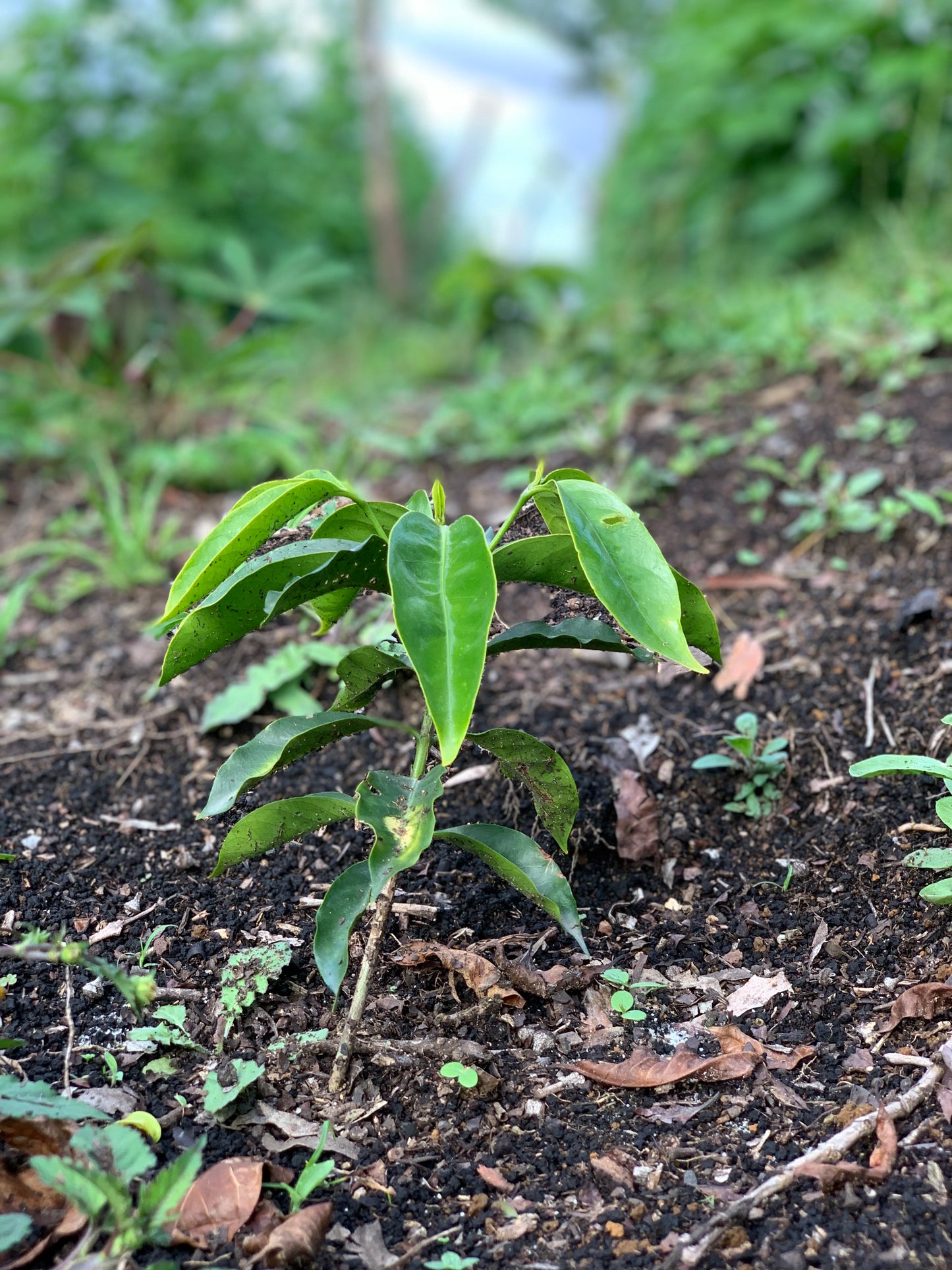 COLOMBIA/Edwin Burbano