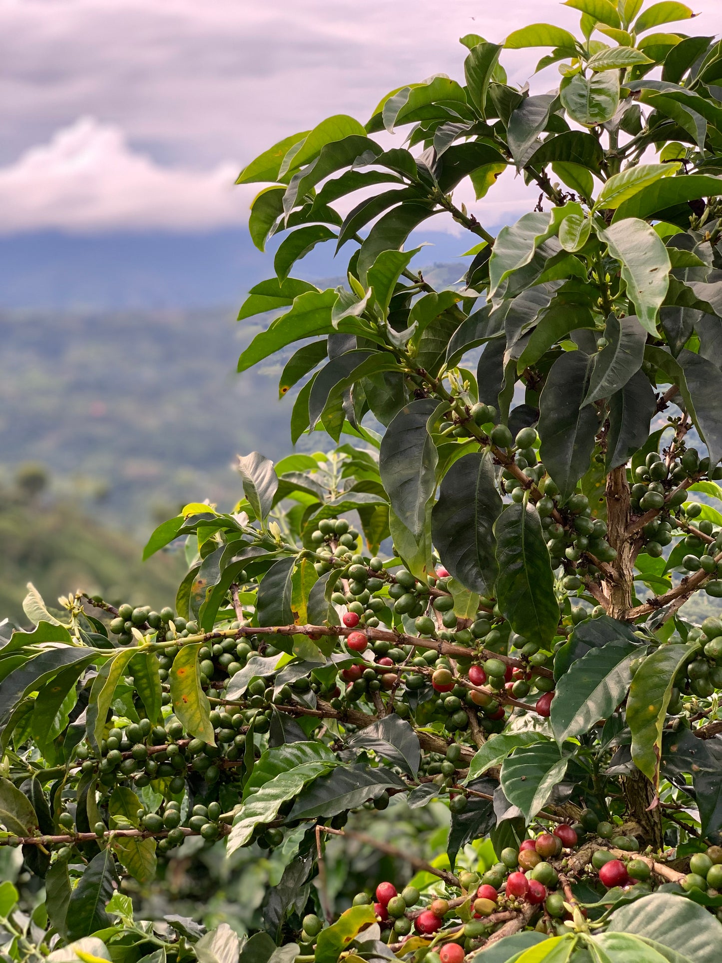 COLOMBIA/Edwin Burbano