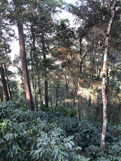 GUATEMALA/Randolfo Pacheco