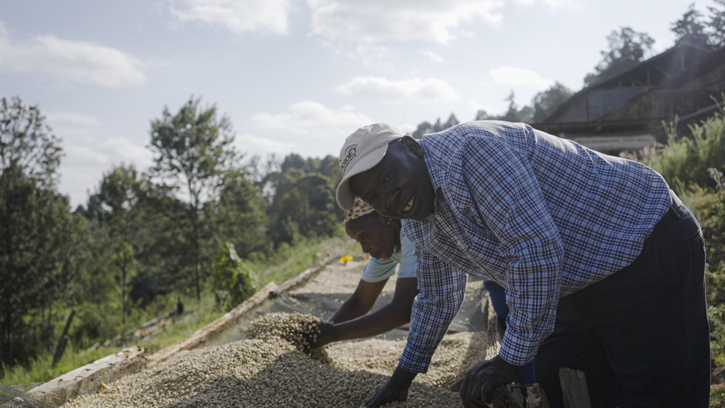 KENYA/Kiamaina AA