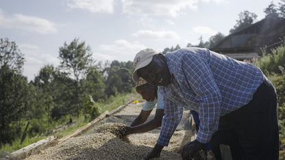 KENYA/Kiamaina AA