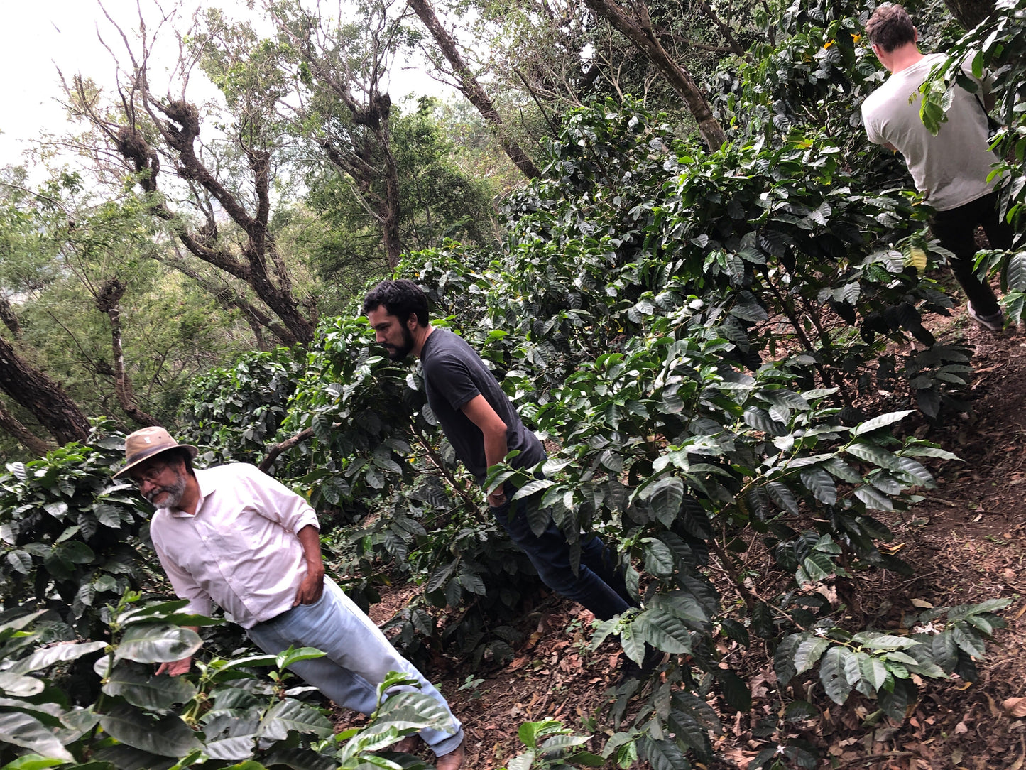 GUATEMALA/Finca La Soledad Centroamericano H1